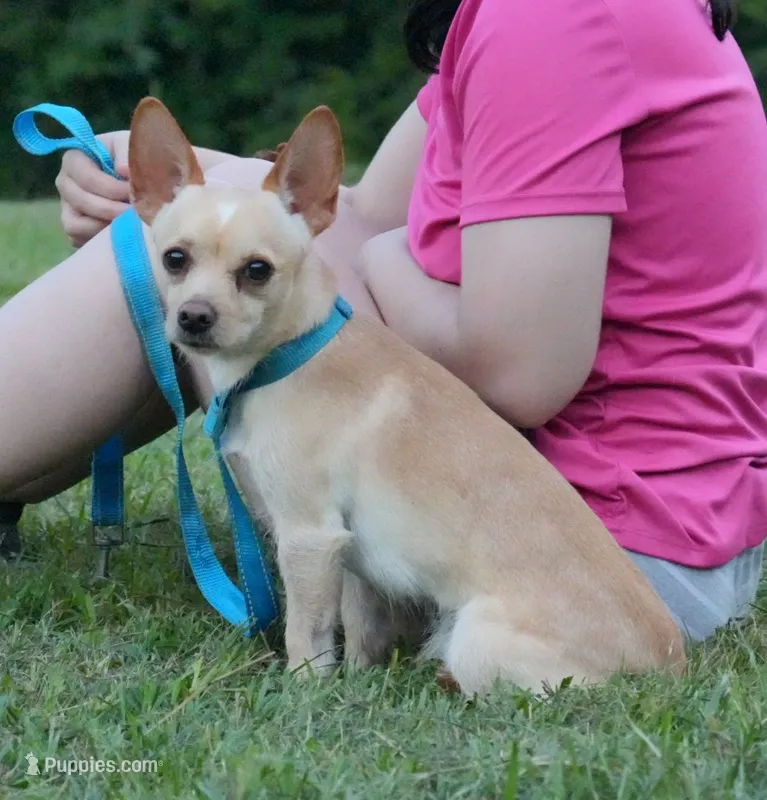 Scooby-Doo – Chihuahua puppy for sale in Bullock, NC