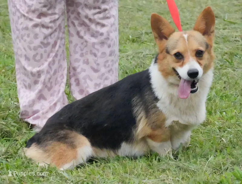 Noodles – Pembroke Welsh Corgi puppy for sale in Bullock, NC
