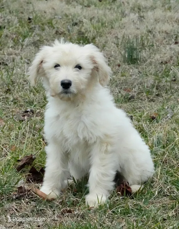 Sebastian , a male Goldendoodle for sale in Bullock, NC – Photo 1 of 1