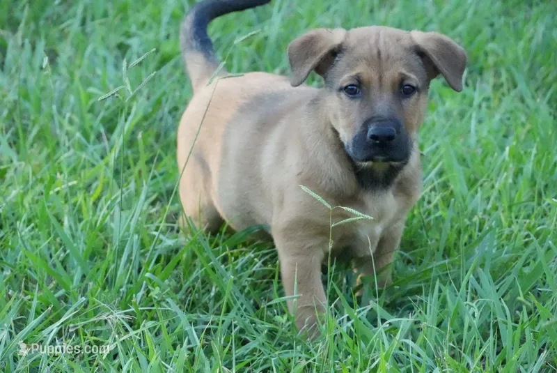 Chance – German Shepherd Dog, Cane Corso puppy for sale in Bullock, NC