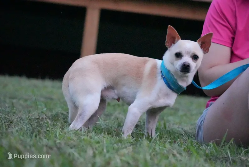 Snickers – Chihuahua puppy for sale in South Hill, VA
