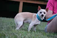 Snickers, a male Chihuahua for sale in South Hill, VA – 1 of 1