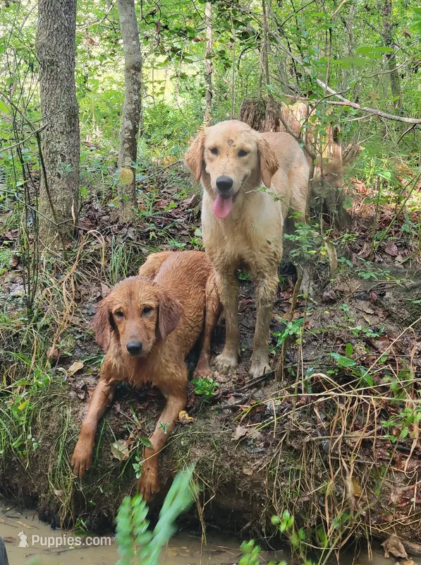 Upcoming – Golden Retriever puppy for sale in Oxford, NC