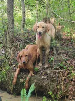 Upcoming, a  Golden Retriever for sale in Oxford, NC – 1 of 1