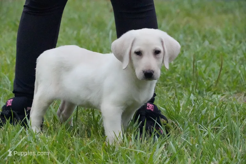 Bella – Labrador Retriever puppy for sale in Bullock, NC