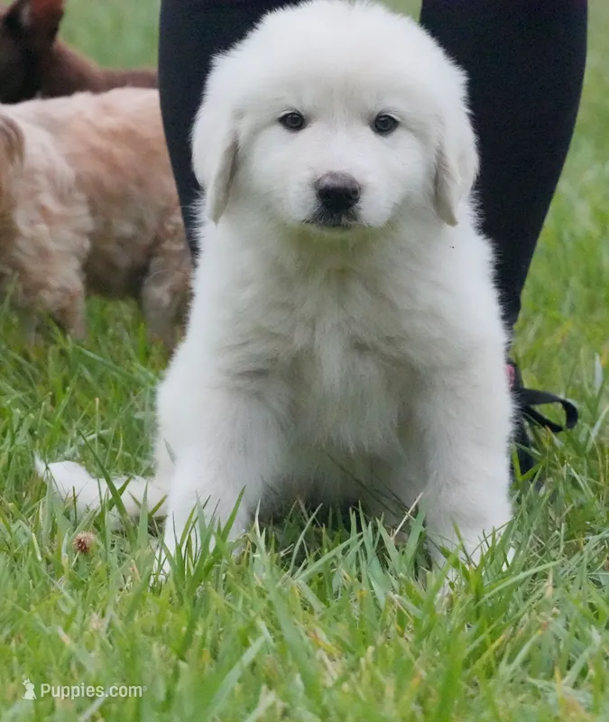 Marshmallow – Great Pyrenees puppy for sale in Bullock, NC