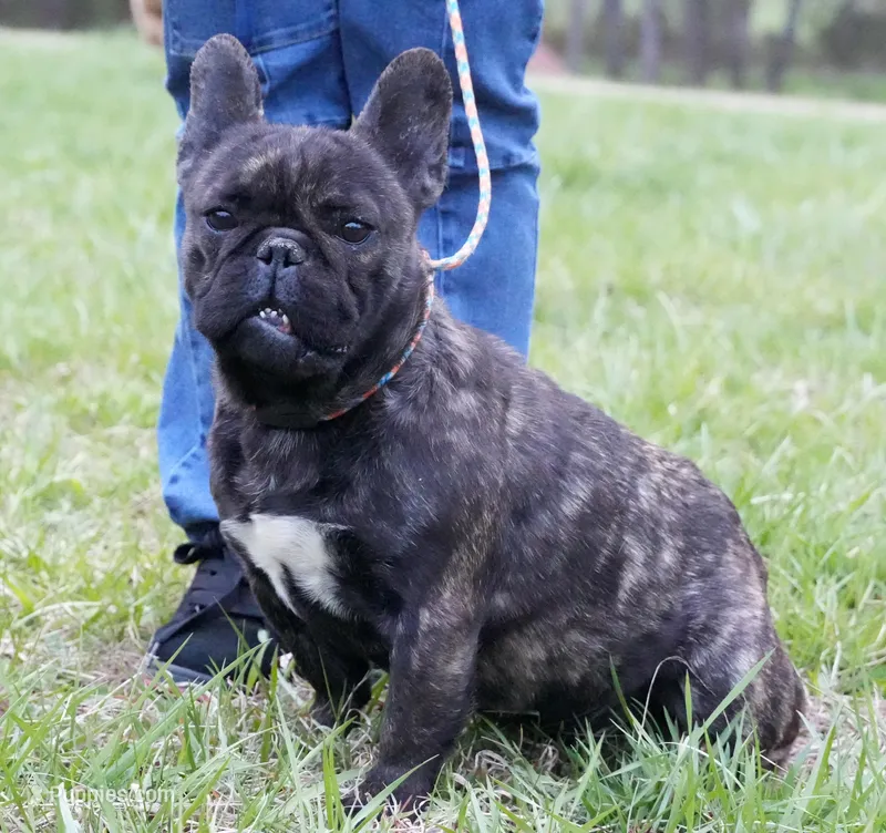Tiger – French Bulldog puppy for sale in Bullock, NC