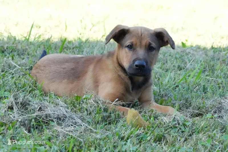 Chance – German Shepherd Dog, Labrador Retriever puppy for sale in Chase City, VA