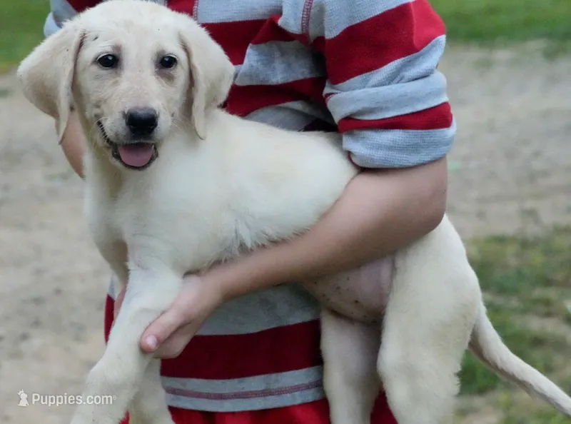 Bella – Labrador Retriever puppy for sale in Bullock, NC