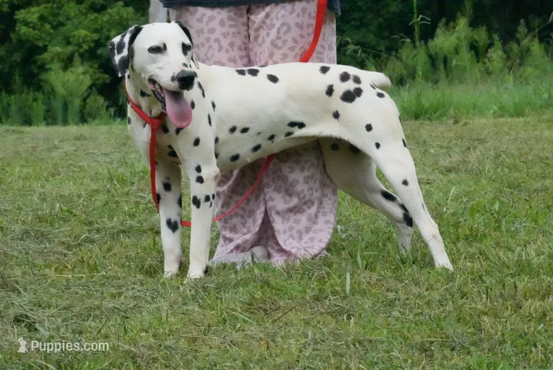 Selene – Dalmatian puppy for sale in Bullock, NC