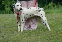 Selene, a female Dalmatian for sale in Bullock, NC – 1 of 1