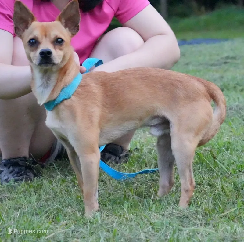 Pablo – Chihuahua puppy for sale in Bullock, NC