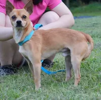 Pablo, a male Chihuahua for sale in Bullock, NC – 1 of 1