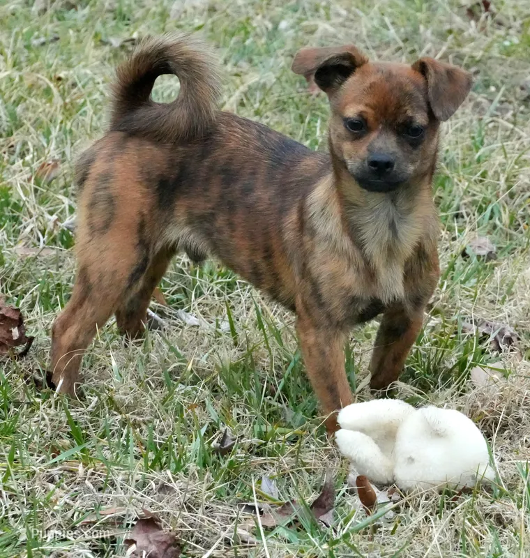 Puppy, a male Chihuahua and Pug for sale in Bullock, NC – Photo 1 of 1