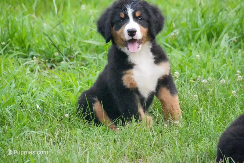 Miley – Bernese Mountain Dog puppy for sale in Bullock, NC