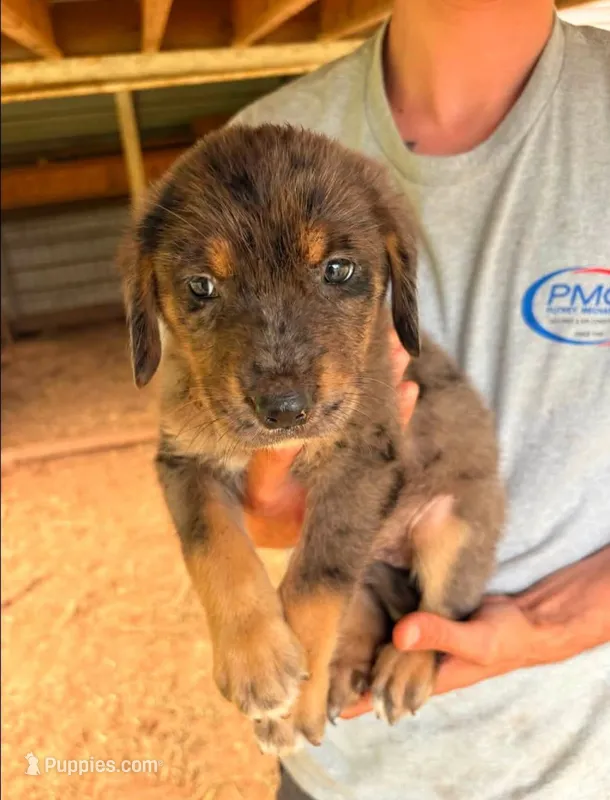 Jerry – Australian Shepherd, Golden Retriever puppy on hold in Bullock, NC