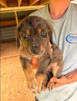 Jerry, a male Australian Shepherd and Golden Retriever for sale in Bullock, NC – 1 of 1