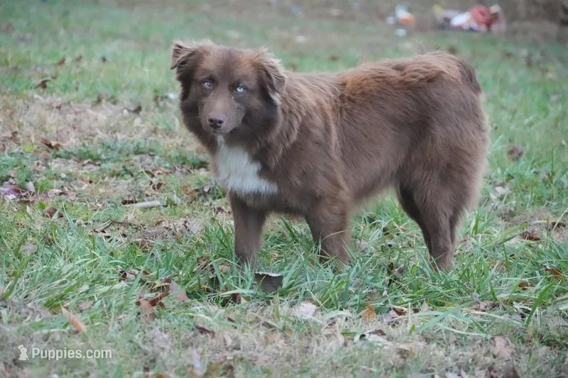 Princess – Australian Shepherd puppy for sale in Bullock, NC