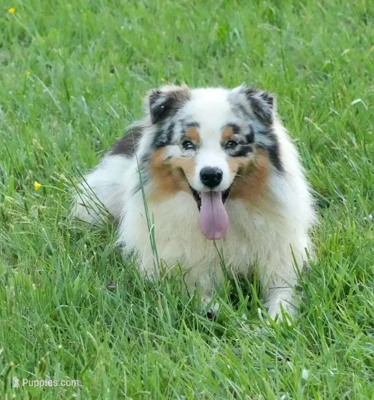 Legend – Australian Shepherd puppy for sale in Bullock, NC