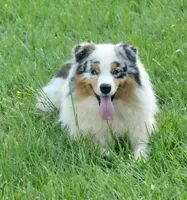 Legend, a male Australian Shepherd for sale in Bullock, NC – 1 of 1