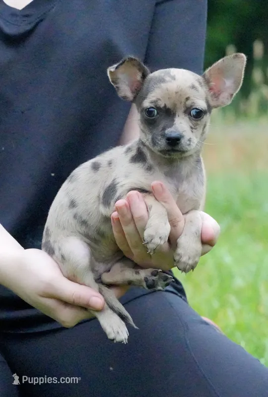 Jewel – Chihuahua puppy for sale in Bullock, NC