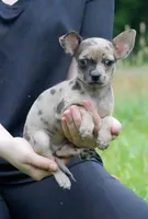 Jewel, a female Chihuahua for sale in Bullock, NC – 1 of 1