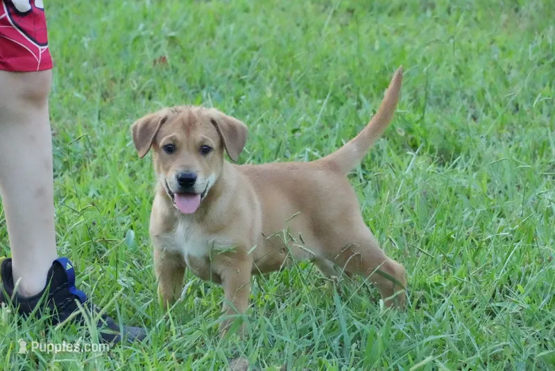 Marshmallow – German Shepherd Dog, Cane Corso puppy for sale in Bullock, NC