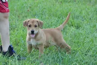 Marshmallow, a male German Shepherd Dog and Cane Corso for sale in Bullock, NC – 1 of 1