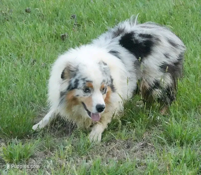 Legend  – Australian Shepherd puppy for sale in Bullock, NC