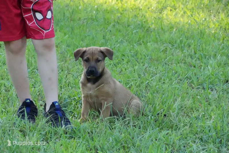 Chance – German Shepherd Dog, Labrador Retriever puppy for sale in South Hill, VA