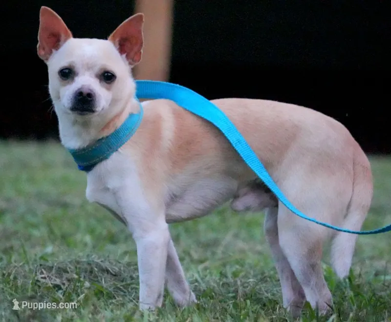 Snickers – Chihuahua puppy for sale in Bullock, NC