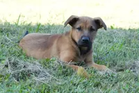 Chance, a male German Shepherd Dog and Labrador Retriever for sale in Chase City, VA – 1 of 1