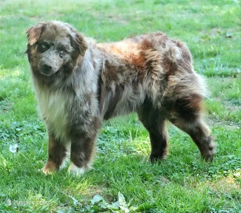 River – Australian Shepherd puppy for sale in Bullock, NC