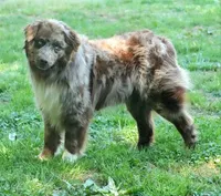River, a male Australian Shepherd for sale in Bullock, NC – 1 of 1