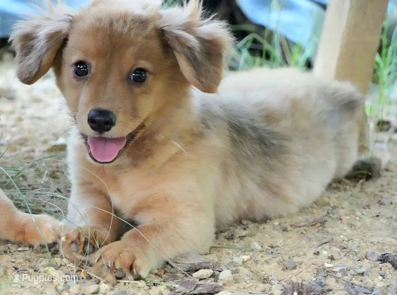 Bailey – Dachshund, Chihuahua puppy for sale in Bullock, NC