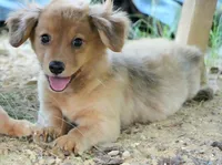 Bailey, a male Dachshund and Chihuahua for sale in Bullock, NC – 1 of 1