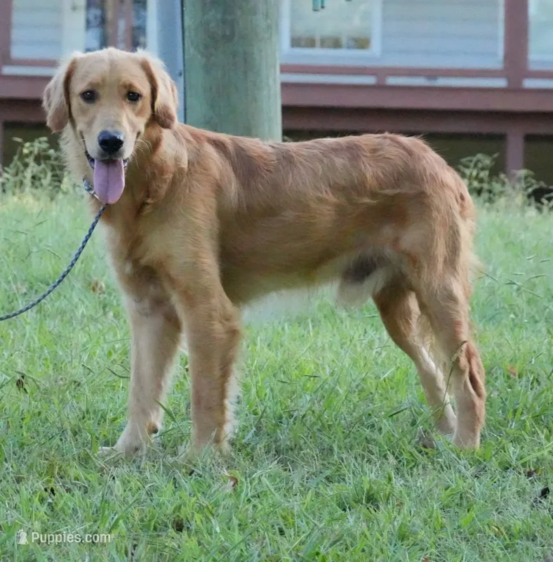 Koby – Golden Retriever puppy for sale in Oxford, NC