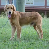 Koby, a male Golden Retriever for sale in Oxford, NC – 1 of 1