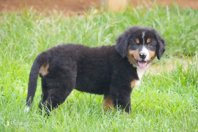 Bentley – Bernese Mountain Dog puppy for sale in Bullock, NC