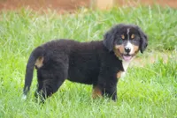 Bentley, a male Bernese Mountain Dog for sale in Bullock, NC – 1 of 1