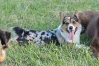 Upcoming, a  Pembroke Welsh Corgi for sale in Oxford, NC – 1 of 2