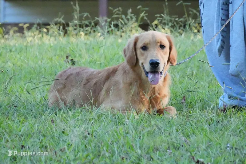 Maple – Golden Retriever puppy for sale in South Hill, VA