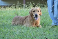 Maple, a female Golden Retriever for sale in South Hill, VA – 1 of 1