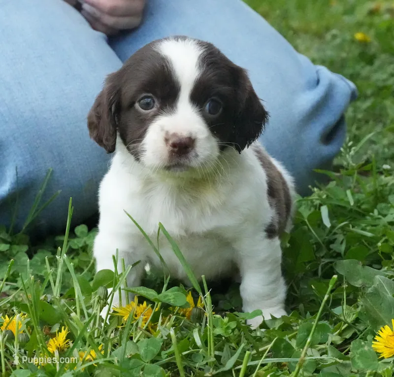 Miracle  – Chihuahua, Miniature Dachshund puppy for sale in Bullock, NC