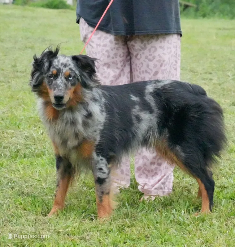 Lady – Australian Shepherd puppy on hold in Bullock, NC