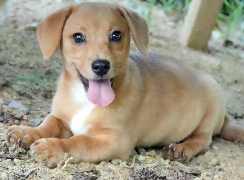 Pippe – Dachshund, Chihuahua puppy for sale in Bullock, NC