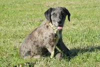 Celeste, a female Australian Shepherd and Labrador Retriever for sale in Chase City, VA – 1 of 1