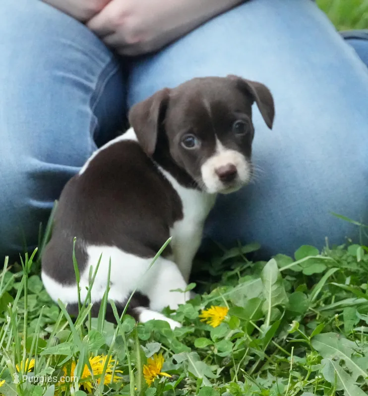 Pixie , a female Chihuahua and Miniature Dachshund for sale in Bullock, NC – Photo 1 of 1