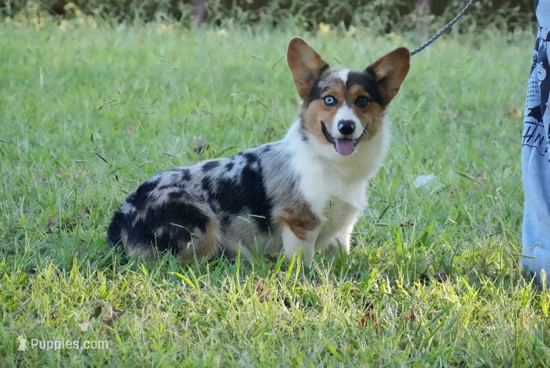 Cowboy – Pembroke Welsh Corgi puppy for sale in Oxford, NC
