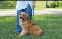 Koby, a male Golden Retriever for sale in Bullock, NC – 1 of 1